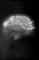 /album/fotogaleria-fotografia-macro/bvv-640x480-jpg/